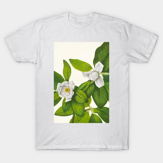 Sweetbay magnolia - Botanical Illustration T-Shirt by chimakingthings